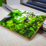 Bamboo - Image 1