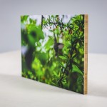 Bamboo - Image 2